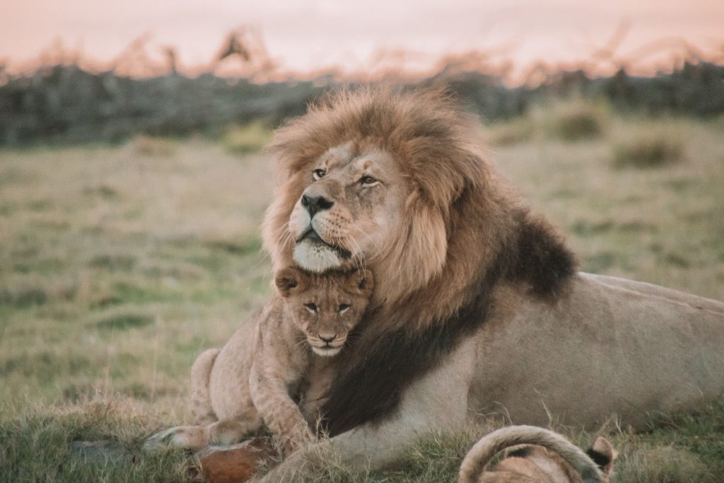 A father lion snuggles a young lion, showing love